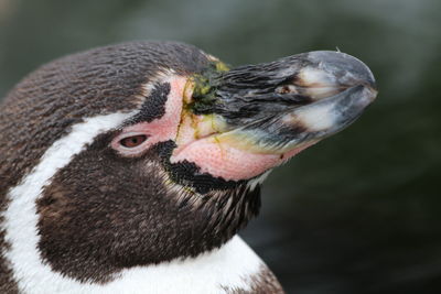 Close-up of a bird