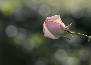 Close-up of pink rose flower bud