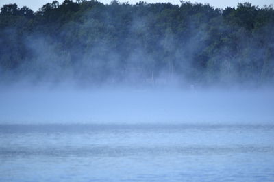 Scenic view of river in forest