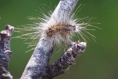 Close-up of spiked