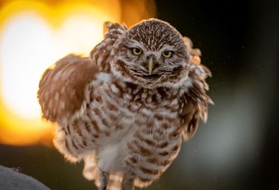 Close-up portrait of burrowing owl