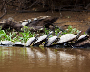 Turtles on rock