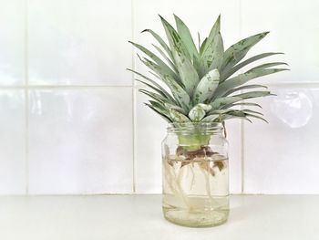 Growing a pineapple in a glass jar