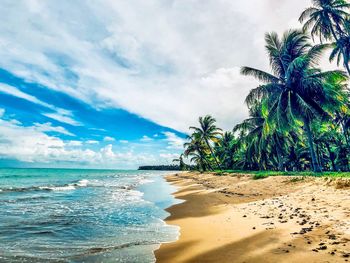 Palm trees on beach against sky