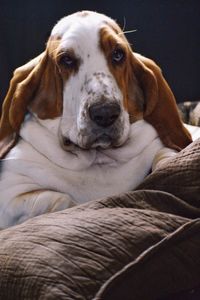 Close-up portrait of a dog