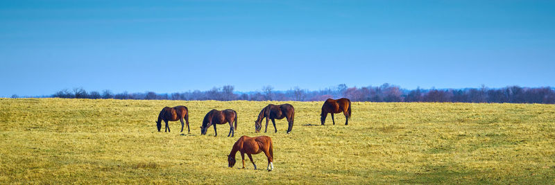 Horse grazing on field against clear blue sky