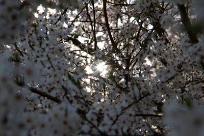 Low angle view of cherry blossom tree