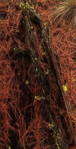 Full frame shot of trees in forest