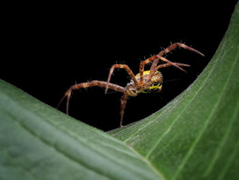 Close-up of spider