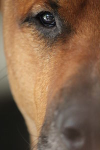 Close-up portrait of a dog