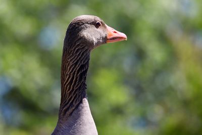 Amrum goose