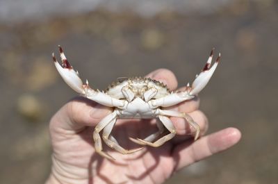 Close-up of hand holding crab