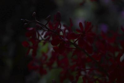 Close-up of red flower tree