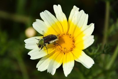 Close-up of insect on yellow flower