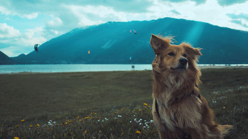 View of a dog on beach