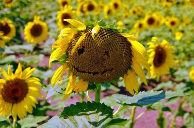 Close-up of yellow flowering plant