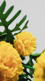 Close-up of yellow flowering plant