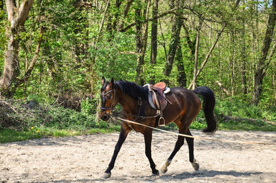 Horse in the forest