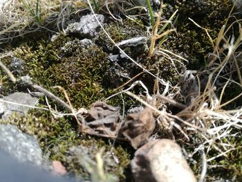 High angle view of plants on snow