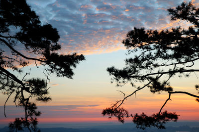 Low angle view of silhouette trees against sky during sunset