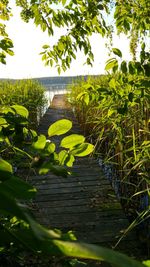 Plants and trees by lake against clear sky