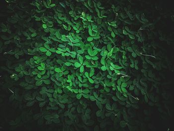 Full frame shot of plants