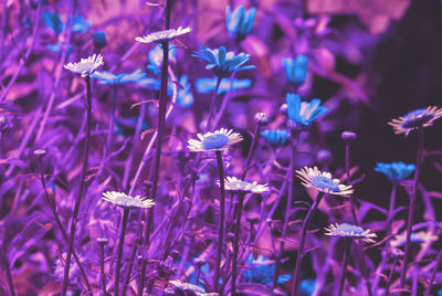 Close-up of purple flowering plants