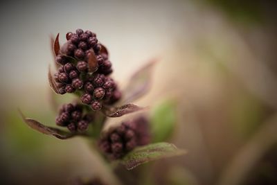 Close-up of flowers