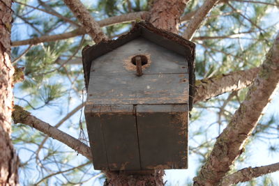 Low angle view of bird on tree