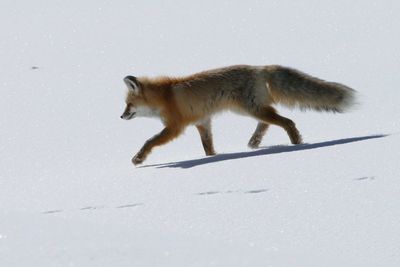 Side view of fox walking on snowy field