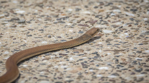 High angle view of lizard