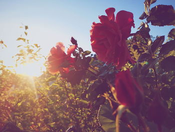 Low angle view of flowering plants against sky