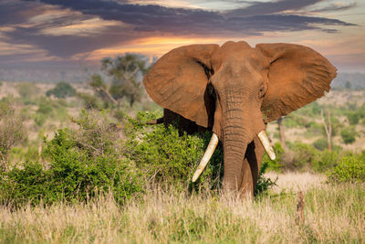 Elephants on field against sky during sunset