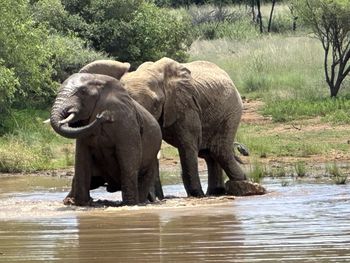 Elephants drinking water