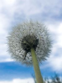 Close-up of dandelion against sky