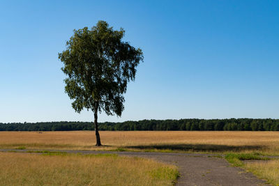 Tree on field against clear sky