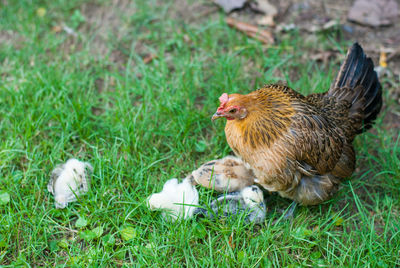 View of a bird on field