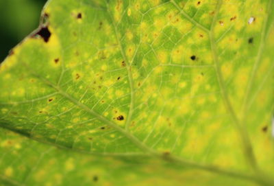 Macro shot of leaf