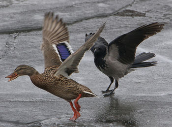 Close-up of seagulls flying