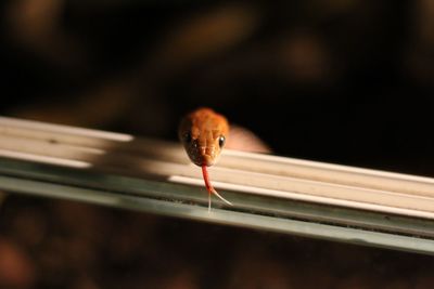 Close-up of snake on window sill at night