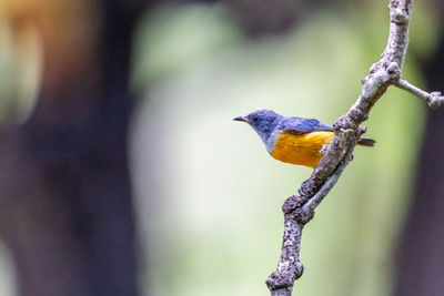 Close-up of bird perching on branch