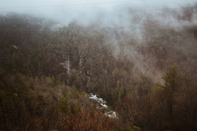 Scenic view of trees on land in forest