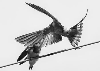 Low angle view of bird flying against clear sky