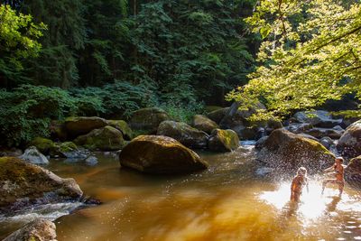 Stream flowing through rocks in forest