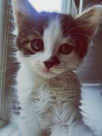 Close-up portrait of kitten