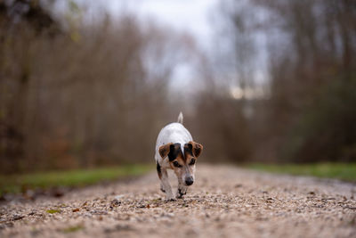 Portrait of dog standing on road