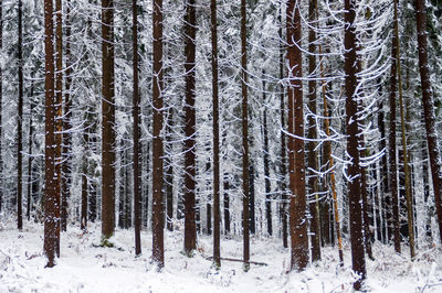 Pine trees in forest during winter