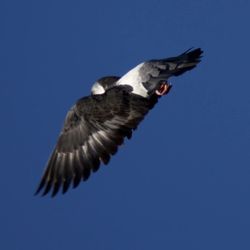 Low angle view of birds in flight