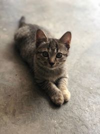 Portrait of tabby cat sitting on floor