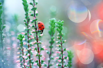 Ladybug on flower